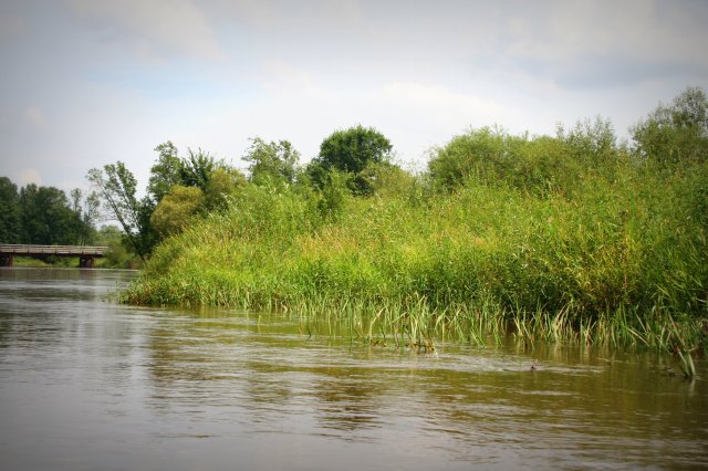 Krzętów-Przedbórz - spływy kajakowe Pilicą